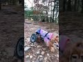 （車椅子犬リハビリ）a perfectly imperfect dog takes her job seriously. shorts squirrels コッカー、森のパトロール