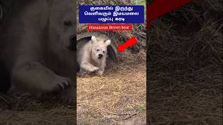 குகையிலிருந்து வெளிவந்த இமயமலை கரடி.!😱 #shorts #trending #shortsvideo