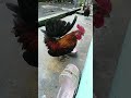 ALARM PAGI, KOKOK AYAM KATE, REMBO #shorts #ayam #ayamhias #viral