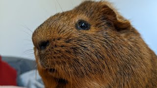 Capybara Is Very Protective Of His Brother