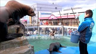 【トド】赤ちゃんとお父さんの攻防（伊勢シーパラダイス／水族館）