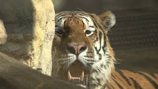 20241114 1241 王子動物園 アムールトラ ショウヘイ（うっとおしいヤツがきたなぁ･･･）