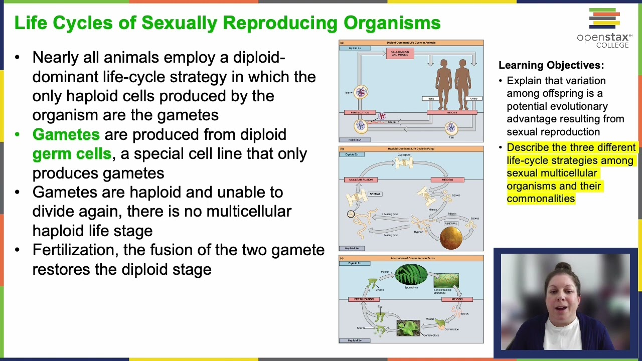 OpenStax Concepts Of Biology Chapter 7.1 - YouTube