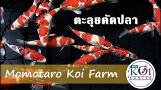 EZ Koi Trip คัดปลาคาร์ฟถึงฟาร์มโมโมทาโร่ 2020