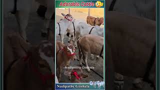 Adorable cows #viral #shorts #reels #hindi #punganurcalf #hindi #abudabi #tiktok #uae #yt