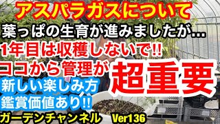 【アスパラガス　鉢栽培】今年は気温が高いので生育が早いです‼︎ここから追肥管理が超重要‼︎いかに葉っぱを成長させるかがカギ‼︎Ver136【カーメン君】【アスパラガス】【アスパラ】【株】【鉢栽培】