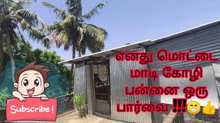 Home terrace chicken-Hen farming #எனது மொட்டை மாடி கோழி பன்னை உங்கள் பார்வைக்கு