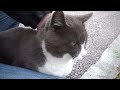 【野良猫 観察記】気が弱い猫　cat faint of heart