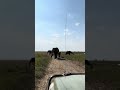 Mother Elephant Protects Calf From Tourists | Serengeti #trend #elephant #elephants #biggboss #big5