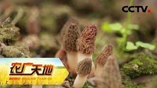 《农广天地》 羊肚菌北上好赚钱 20190531 | CCTV农业