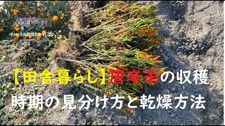 【田舎暮らし】唐辛子の収穫時期の見分け方と乾燥方法　収穫後の上手な保存方法