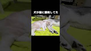 犬が猫に膝枕してた...#shorts