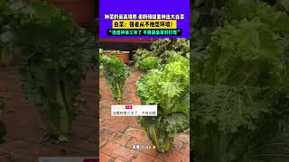 11月25日，河北，種菜的最高境界 老媽磚縫里種出大白菜，白菜：強者從不抱怨環境！“連著種第三年了 不用拔雜草好打理”來源Coco  #老媽  #種菜   #強者從不抱怨環境