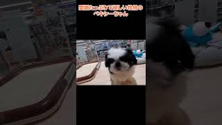 かわいい犬紹介 愛嬌たっぷりで優しい性格のペキシーちゃん🐩【横浜ペットショップ ベルドック】#shorts #犬のいる暮らし