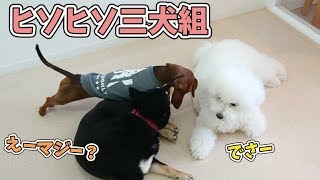 ヒソヒソ仲良し3犬組…　🐶ひみつきちなう！②🐶  (ビションフリーゼ ミニチュアダックス チワワ 柴犬 トイプードル) 2020年1月31日