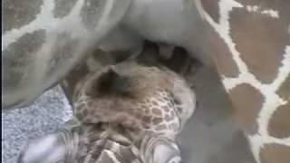 アミメキリンの授乳（京都市動物園）