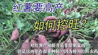 红薯要高产，如何控旺？学会这两个方法，红薯产量翻一番【付老师种植技术团队】