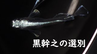 【メダカ飼育】黒幹之の選別