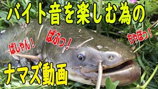 【バイト音多数】トップでナマズ爆釣！！【癒し動画】