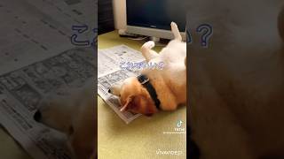 柴犬福 おばあさんの邪魔をする柴犬🤣Grandma and Dog🤣#shorts #funny #dogshorts #shibainu #comedy #柴犬 #tiktok #시바견