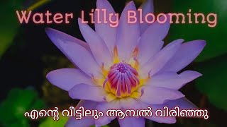 water lilly blooming നീല ആമ്പൽ പൂവ് വിരിയുന്നു