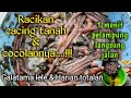 Racikan umpan dan cocolan cacing tanah paling jitu mancing galatama lele dan harian lele