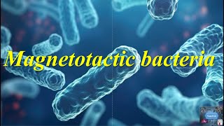 Magnetotactic bacteria