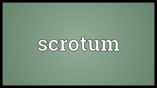 Scrotum Meaning