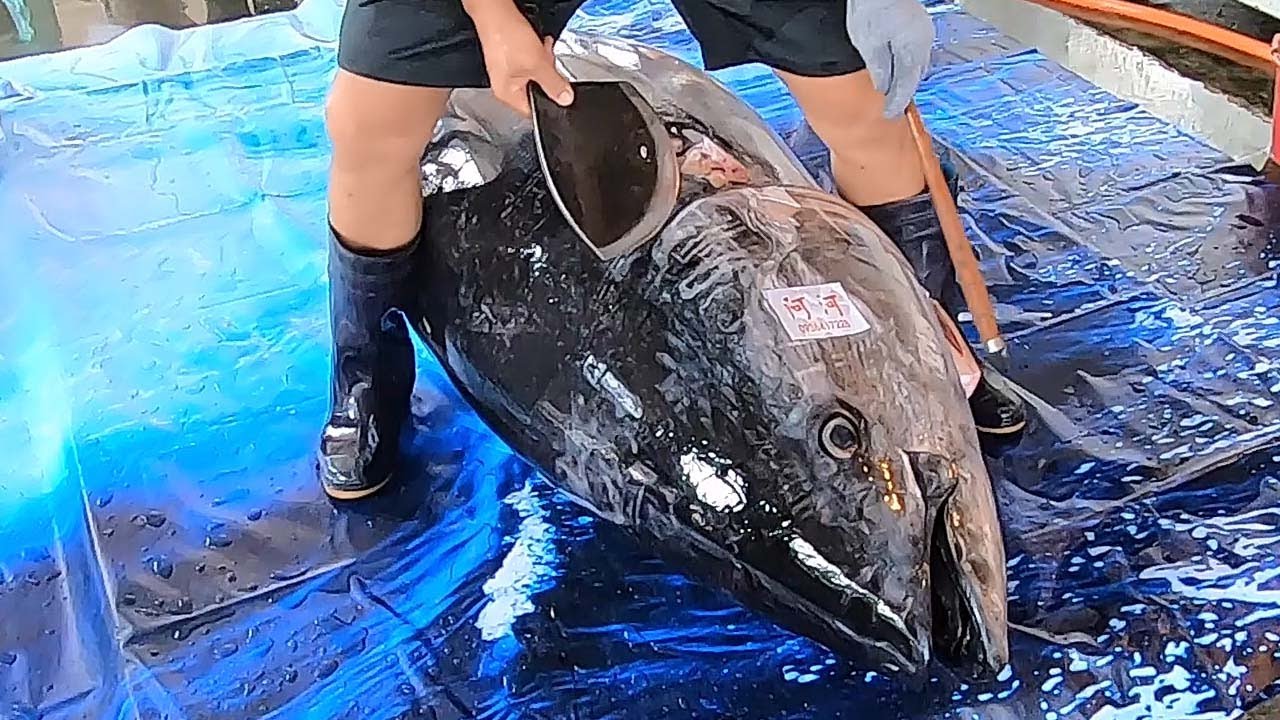 400 Kg Giant Bluefin Tuna Cutting For Sashimi Bluefin Tuna Cutting
