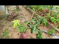 my home garden tour இப்படி ஒரு அழகிய வீட்டுத்தோட்டம் பாத்திருக்க மாட்டிங்க😯 jaffna thanush