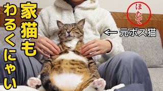 元ボス猫ほたて君。ニャン生初肩揉みでふにゃふにゃになる