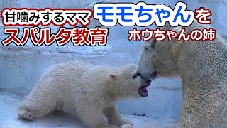 甘嚙みするママ💗モモちゃんをスパルタ教育【天王寺動物園】