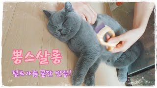 [뽕스타운] 뽕스살롱 고양이 꿀잠 빗질! 털르가즘 지대루! (Combing British Shorthair cat's hair.)