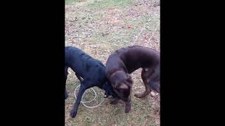 Customer Reviews: Double Dog Run - Two Dogs Playing on Tangle Free dog Tie Out  - Raw Footage