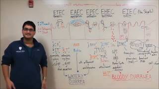 Pathogenic strains of E. coli and their molecular mechanisms