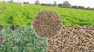 Cumin Cultivation 101: Grow and Use It Right । जीरा कि फसल #cumin