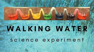 COLORFUL WALKING WATER SCIENCE EXPERIMENT | CAPILLARY ACTION | TUTORIAL | HOME | SCHOOL | KIDS