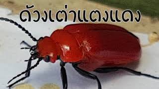 #แดง ด้วงเต่าแตงแดง (Pumpkin beentle Cucurbit Leaf Beetle ,