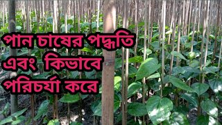 পানের বর কিভাবে তৈরি করে এবং কিভাবে পরিচর্যা করে | Islam md tanjil vlogs