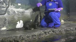 【マリンピア日本海】 カワウソの給餌と訓練