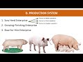 swine production overview and breeds taglish teacher hazel