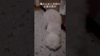 【犬 軽度ヘルニア】愛犬の症状や治療は #shorts