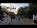 4k yoyogi park cherry blossoms in tokyo 2023 💛 walking tour 代々木公園 桜 花見 東京 散歩 2023