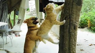 CATS vs DOGS: Strange Rivalries and Unexpected Friendships