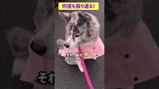 会いたい人じゃなくて残念がる秋田犬 #秋田犬 #お散歩