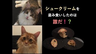 【猫動画】フードパックを開けてシュークリームを盗み食いする猫