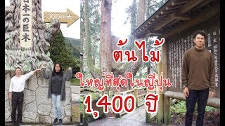 ต้นไม้ อายุ 1400 ปีอายุมากที่สุดในญี่ปุ่น