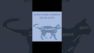 Como fazer carinho em um gato 🐈