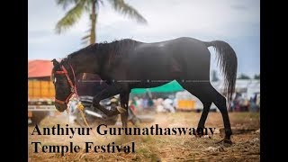 Anthiyur Gurunathaswamy Temple Festival 2018 India's Biggest Horse and Cattle MarketPart 2