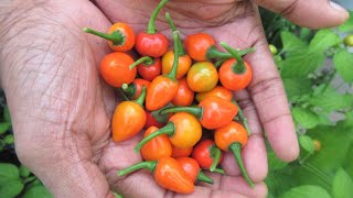 My Garden - 4th Harvest on August 24 \u0026 26 2021